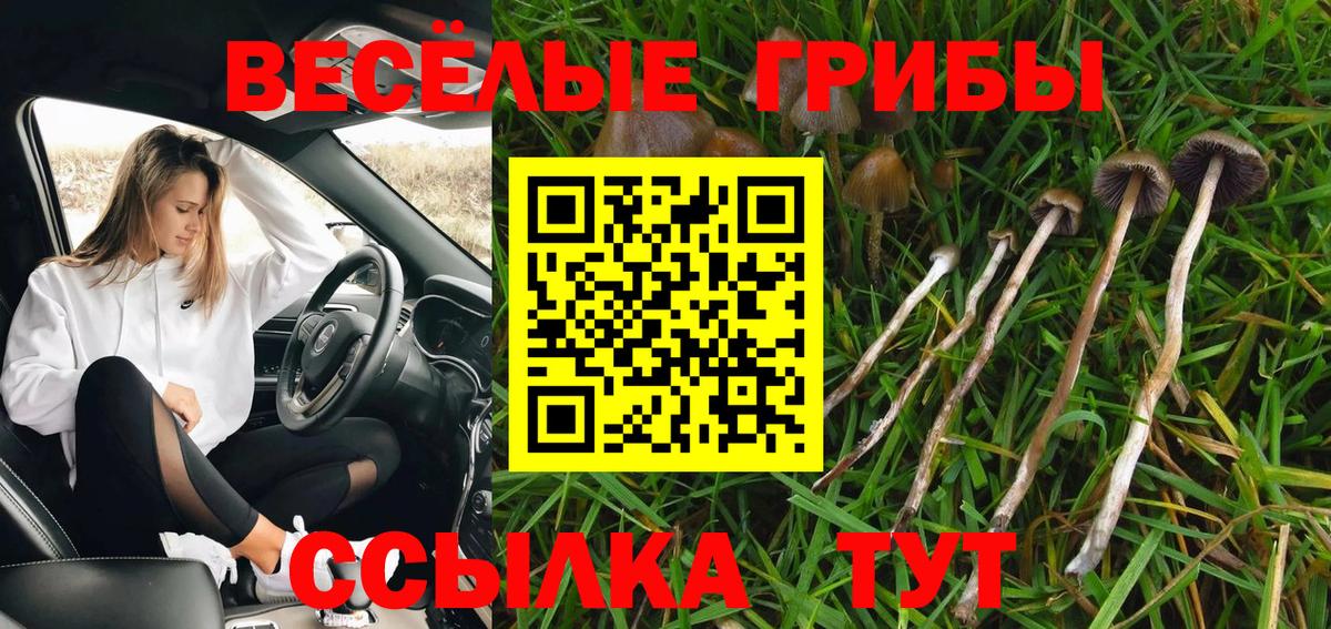 Камень-на-Оби  Псилоцибиновые грибы MAGIC MUSHROOMS  Вход с VPN 